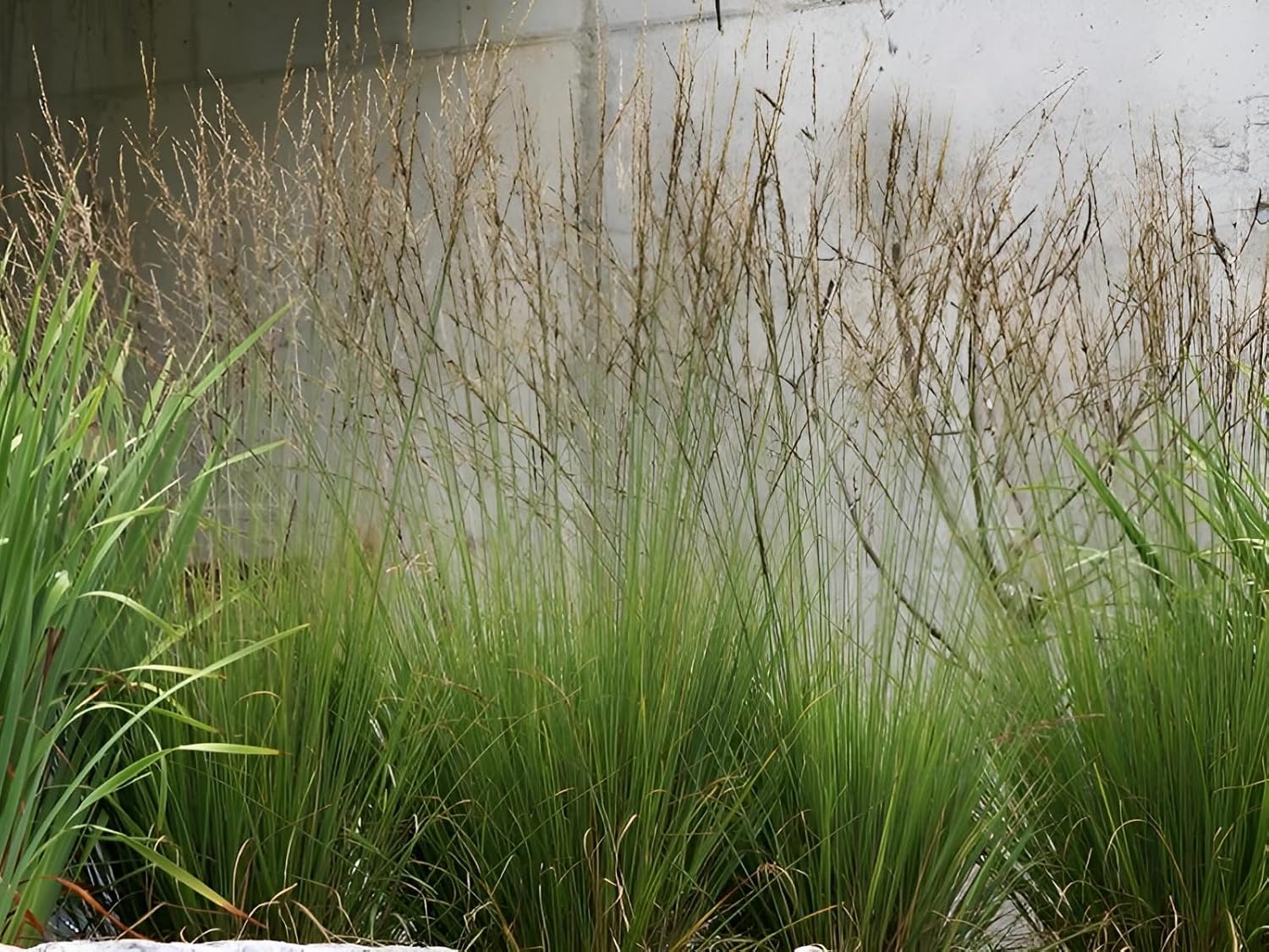 Molinia caerulea 'Edith Dudszus' / Kleines Pfeifengras