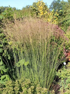Ziergras Molinia caerulea 'Heidebraut' / Kleines Pfeifengras, grünes, graziles Gras mit feinen Halmen, Stauden Gänge.