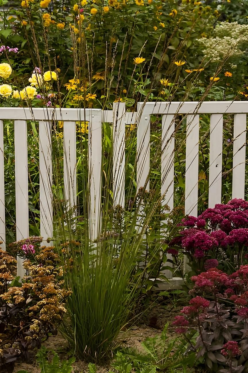 Molinia caerulea 'Heidebraut' / Kleines Pfeifengras