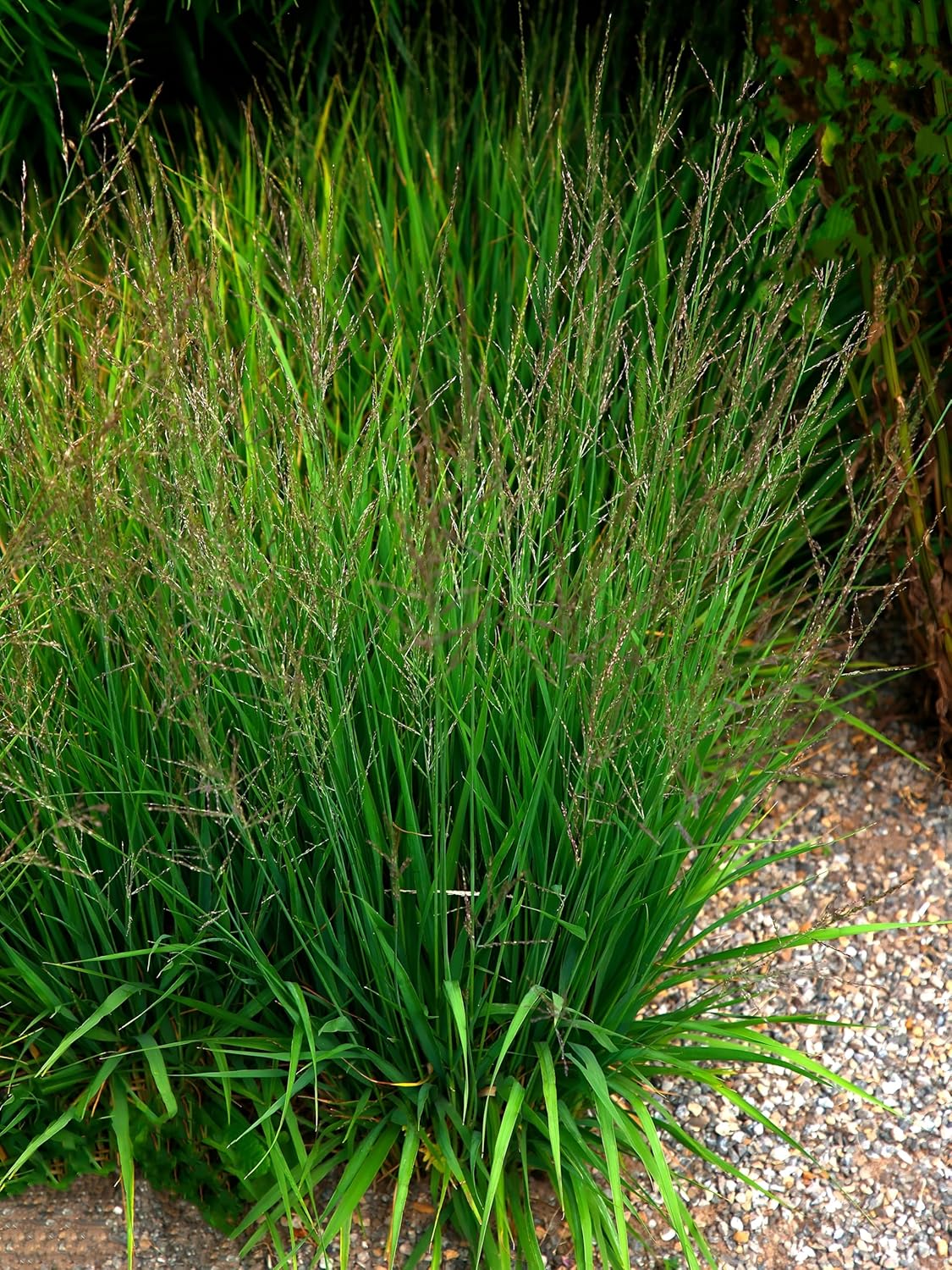 Molinia caerulea 'Poul Petersen' / Kleines Pfeifengras
