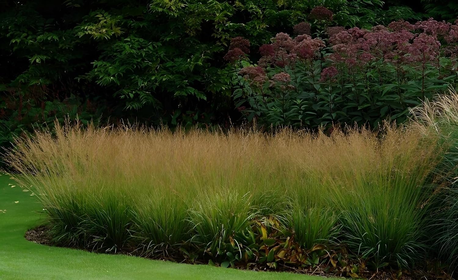 Molinia caerulea 'Poul Petersen' / Kleines Pfeifengras