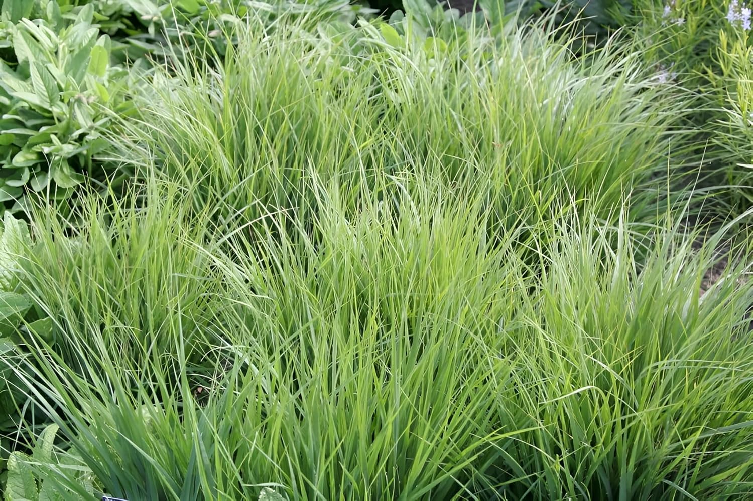 Molinia caerulea 'Poul Petersen' / Kleines Pfeifengras
