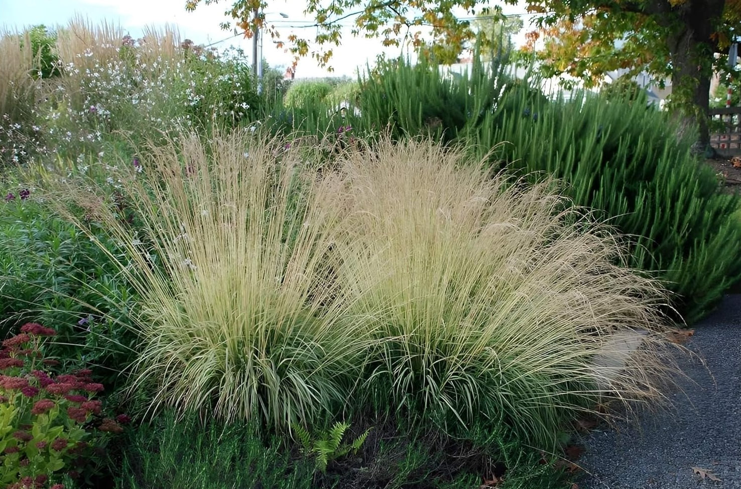 Molinia caerulea 'Variegata' / Buntes Kleines Pfeifengras