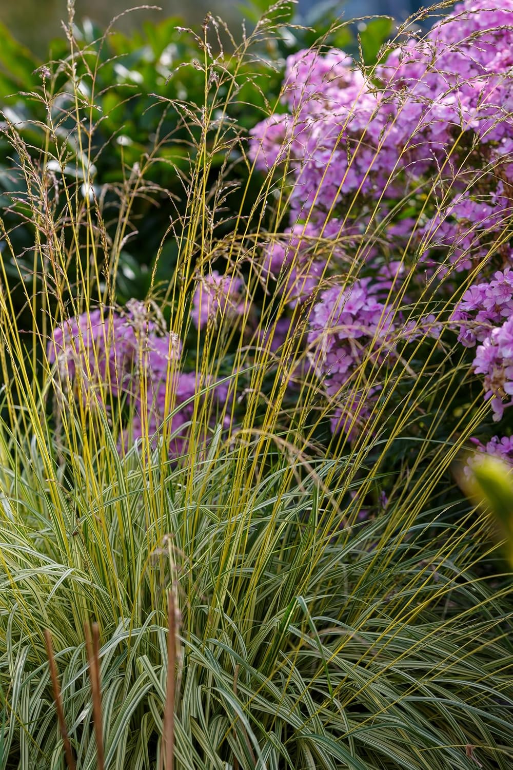 Molinia caerulea 'Variegata' / Buntes Kleines Pfeifengras