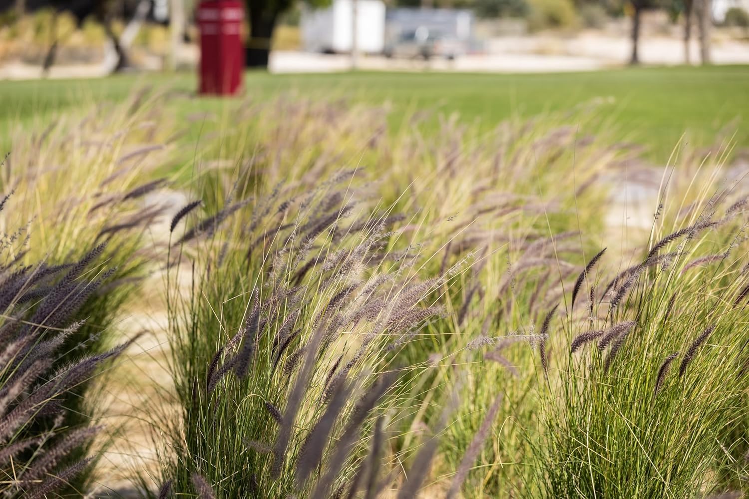 Muhlenbergia lindheimeri / Lindheimer's Haargras