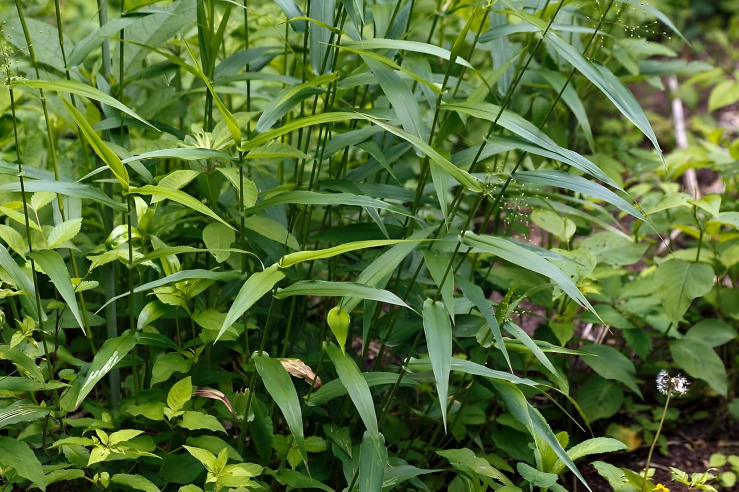 Panicum clandestium / Bambushirse