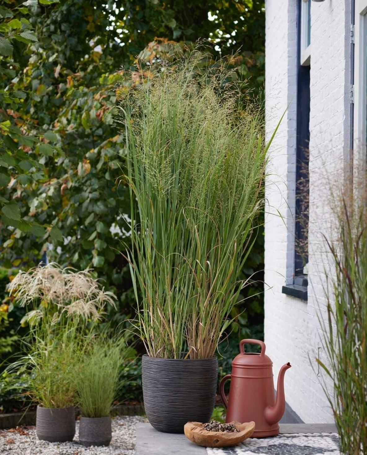 Panicum virgatum 'Blue Fountain' / Blaue Rutenhirse
