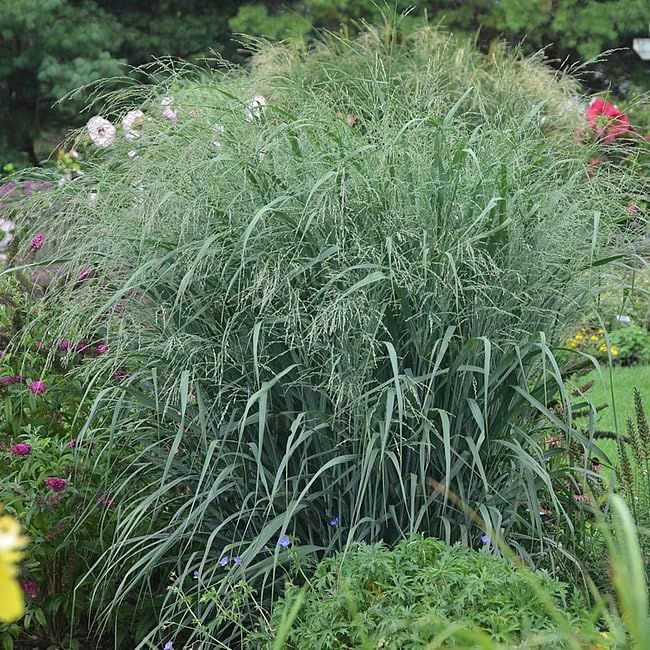 Panicum virgatum 'Blue Fountain' / Blaue Rutenhirse