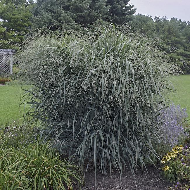 Panicum virgatum 'Blue Fountain' / Blaue Rutenhirse