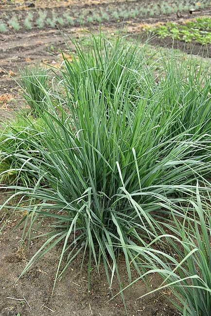 Panicum virgatum 'Blue Fountain' / Blaue Rutenhirse