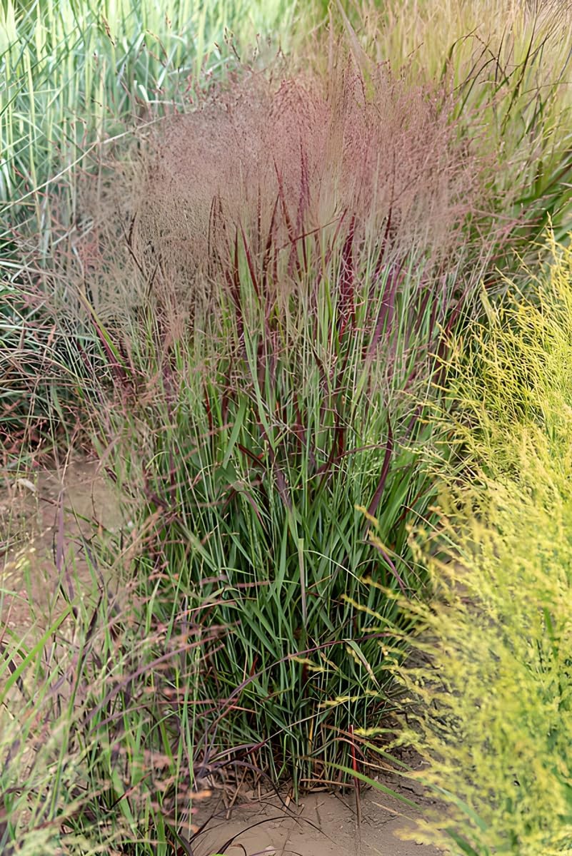 Panicum virgatum 'Cardinal' / Rote Rutenhirse