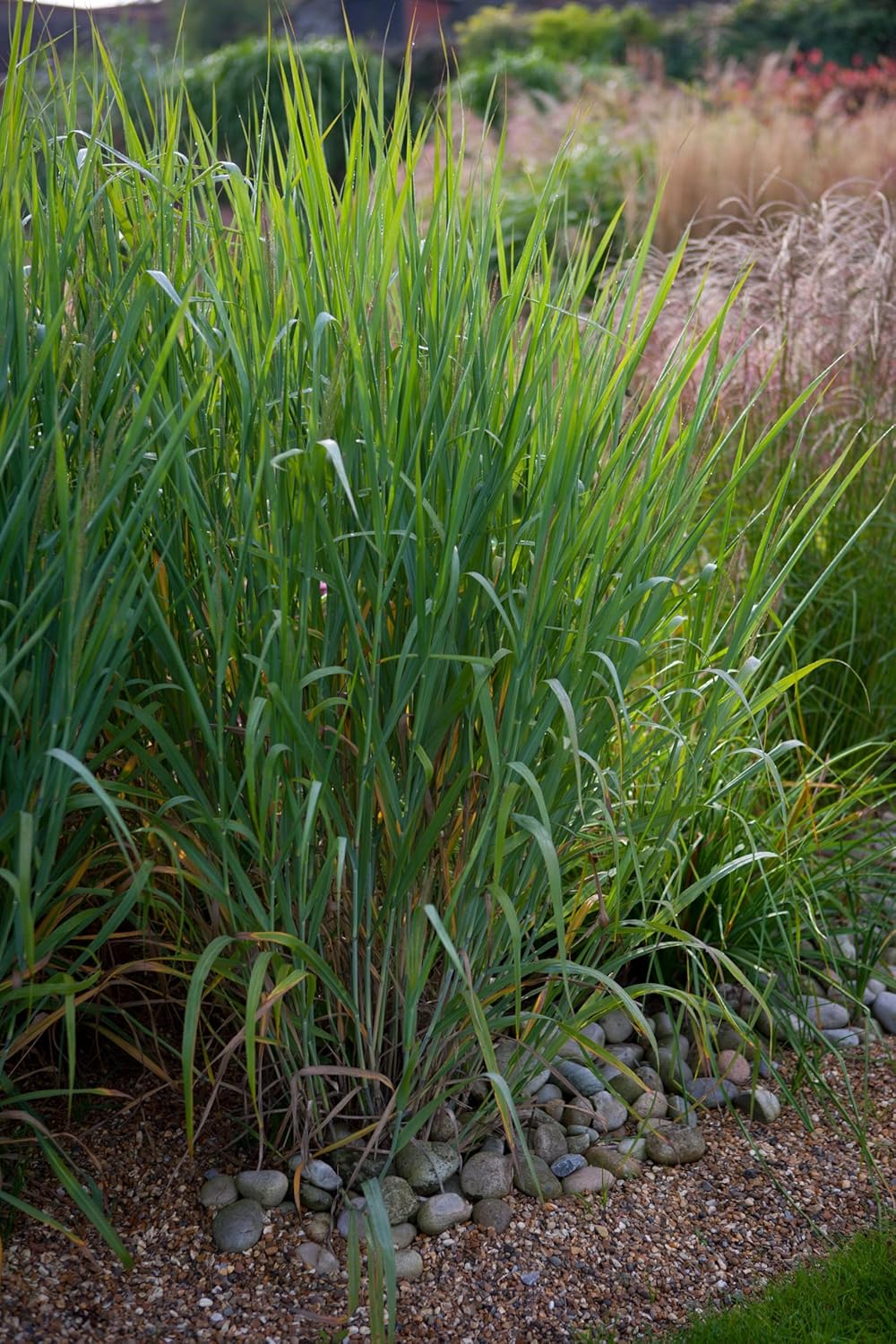 Panicum virgatum 'Dallas Blues' / Blaue Rutenhirse -XXL Topf