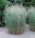 Blaue Rutenhirse Panicum virgatum 'Heavy Metal' im XXL Topf, Ziergras von Stauden Gänge, grüne und blaue Blätter, kräftiger Wuchs