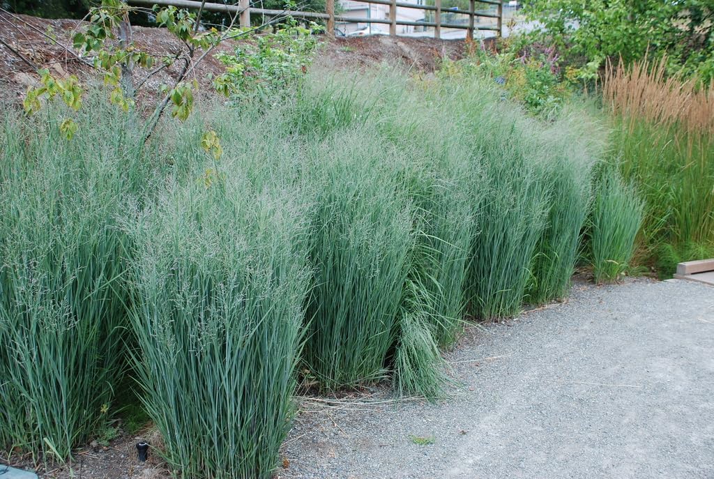Panicum virgatum 'Heavy Metal' / Blaue Rutenhirse
