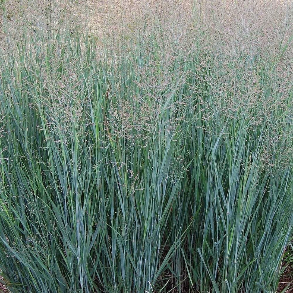 Panicum virgatum 'Heavy Metal' / Blaue Rutenhirse