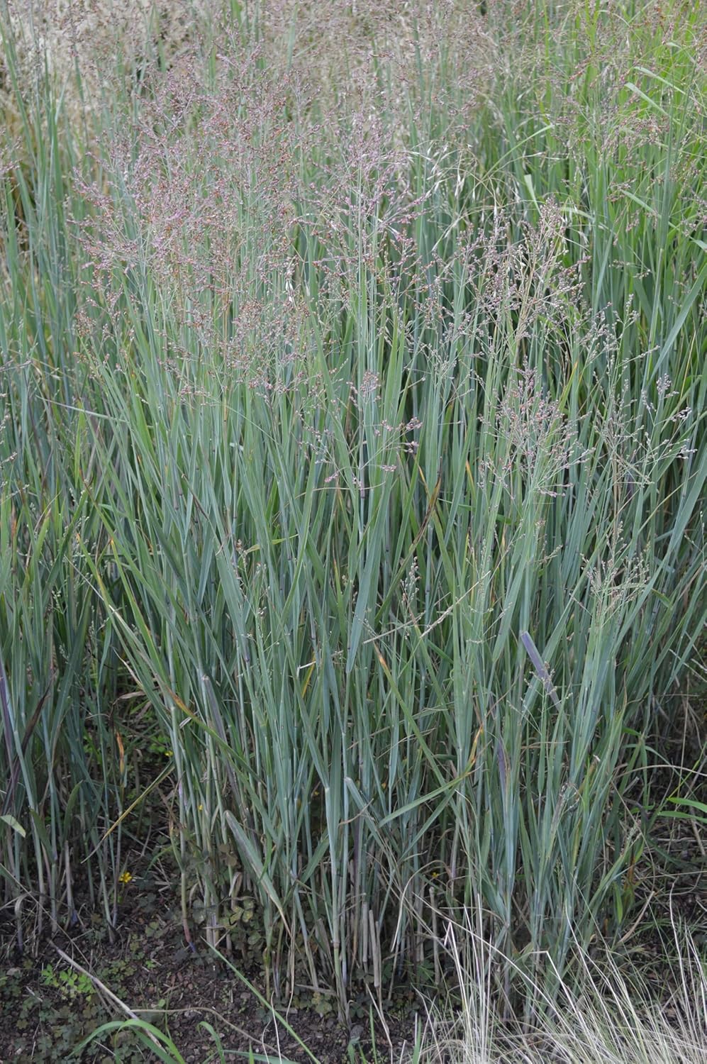Panicum virgatum 'Heavy Metal' / Blaue Rutenhirse