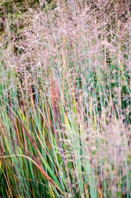 Panicum virgatum 'Heiliger Hain' / Blaurote Rutenhirse