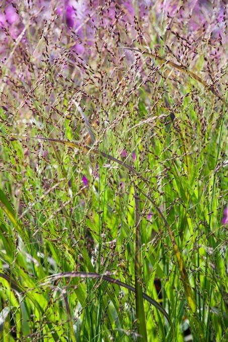 Panicum virgatum 'Heiliger Hain' / Blaurote Rutenhirse