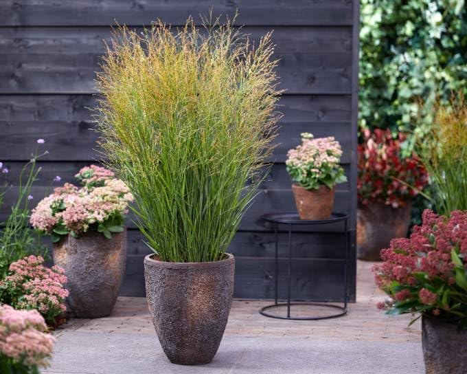 Panicum virgatum 'JS Buffalo Green' / Rutenhirse