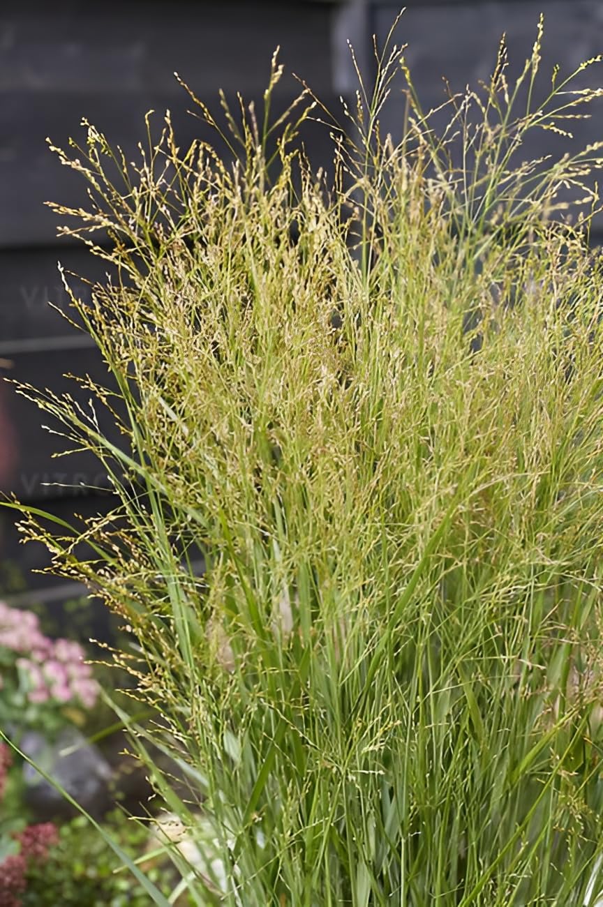Panicum virgatum 'JS Buffalo Green' / Rutenhirse