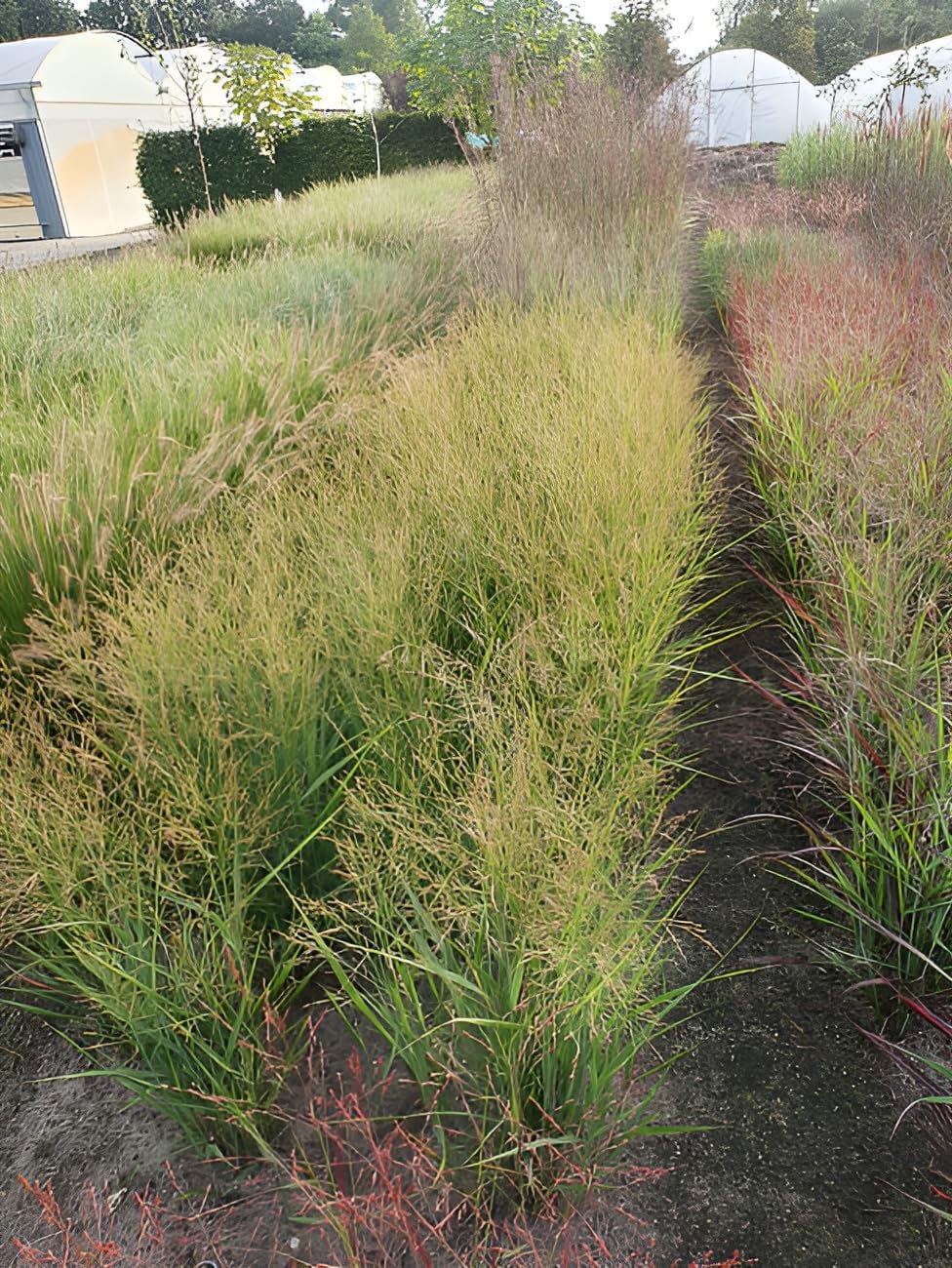 Panicum virgatum 'JS Buffalo Green' / Rutenhirse