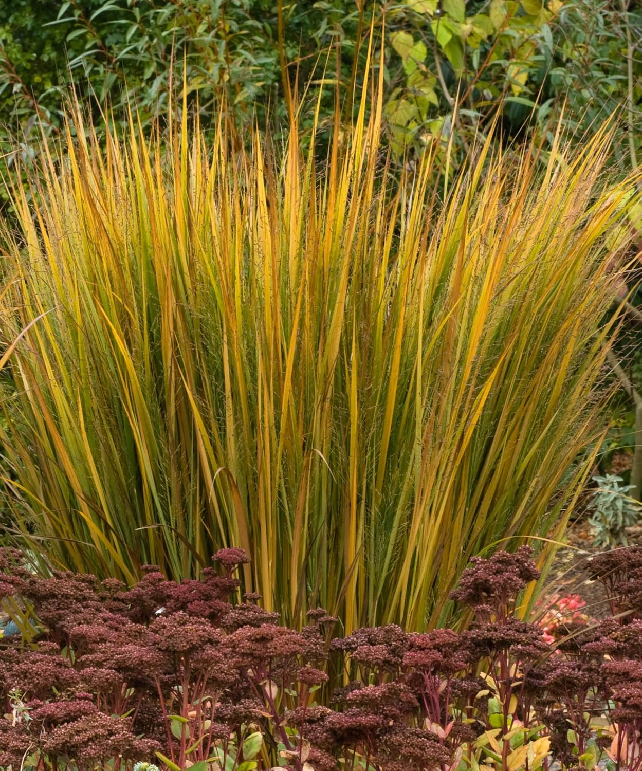 Panicum virgatum 'Northwind' / Reisen Rutenhirse