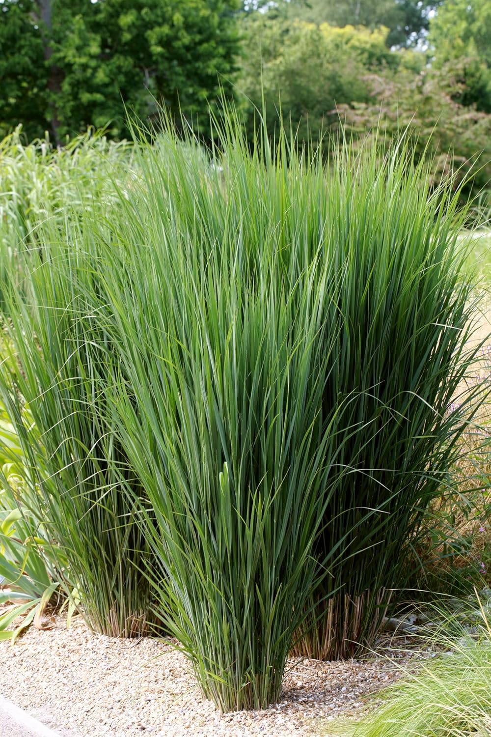Panicum virgatum 'Northwind' / Reisen Rutenhirse - XXL Topf