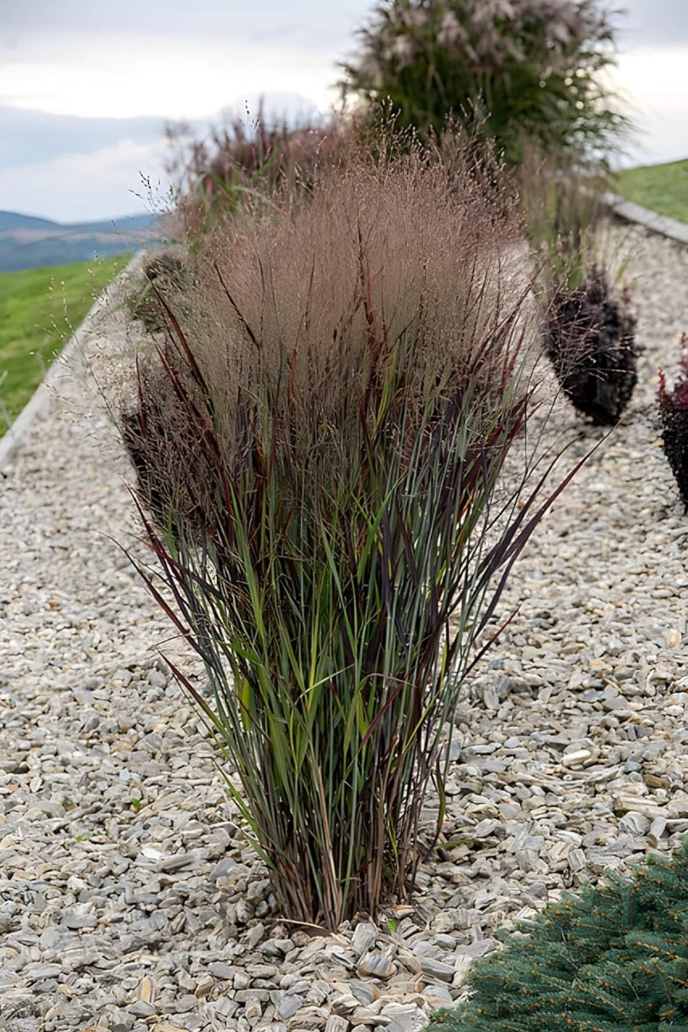 Panicum virgatum 'Nosferatu' / Rutenhirse