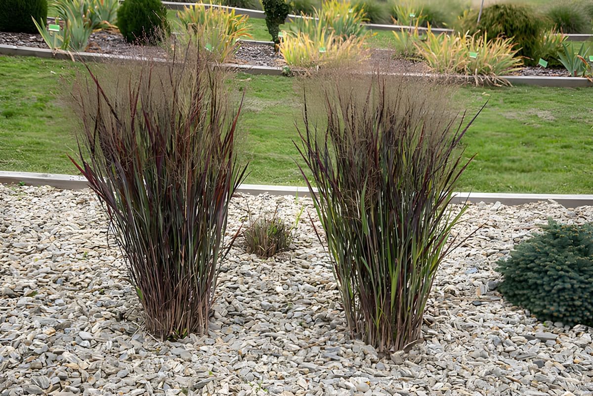 Panicum virgatum 'Nosferatu' / Rutenhirse