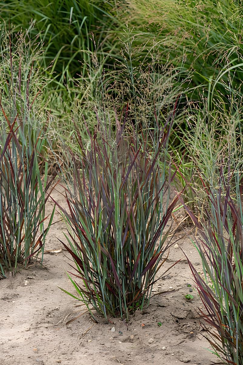 Panicum virgatum 'Nosferatu' / Rutenhirse
