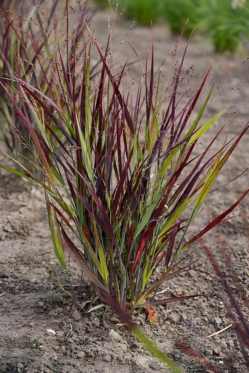 Panicum virgatum 'Nosferatu' / Rutenhirse