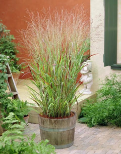 Ziergras Panicum virgatum 'Rehbraun' in XXL Topf, rote Rutenhirse, Stauden Gänge, dekoratives Ziergras, groß und robust