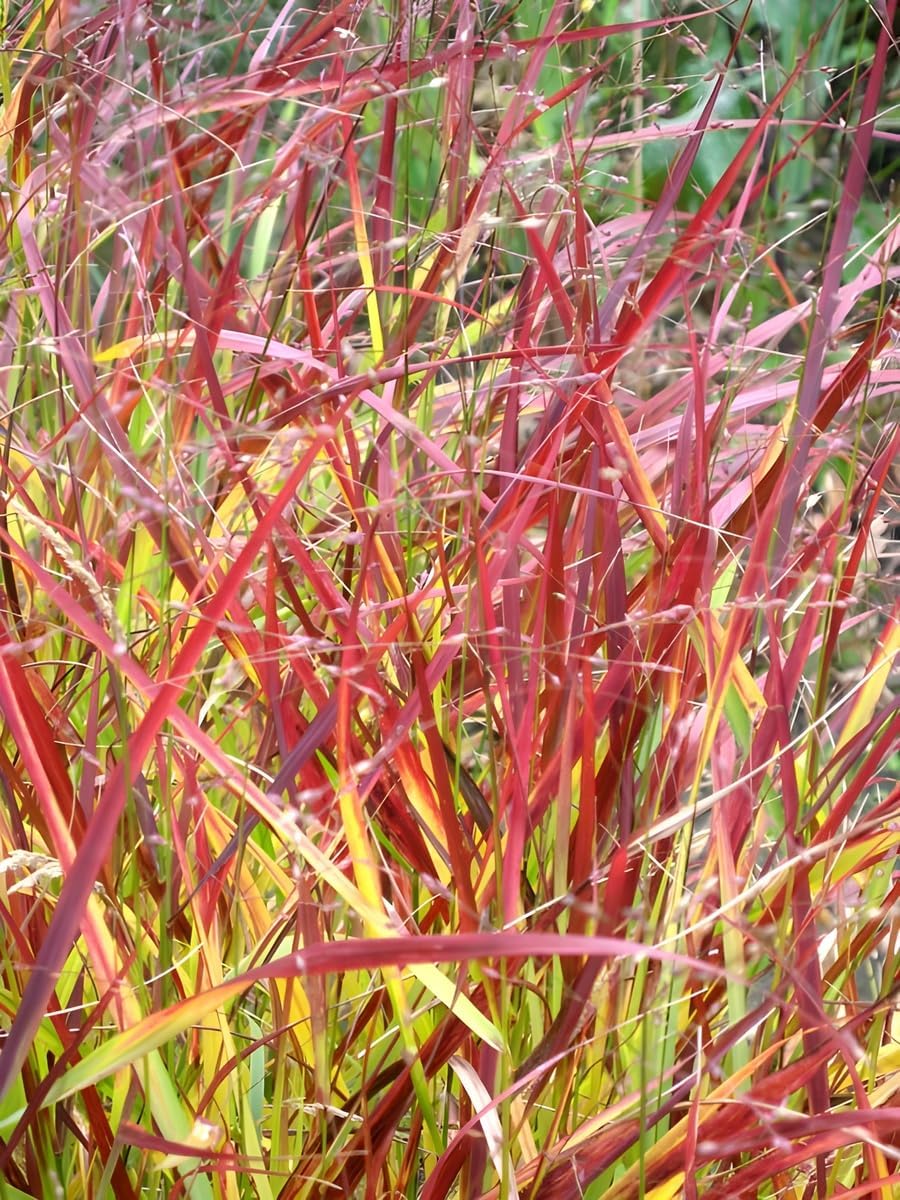 Panicum virgatum 'Rehbraun' / Rote Rutenhirse