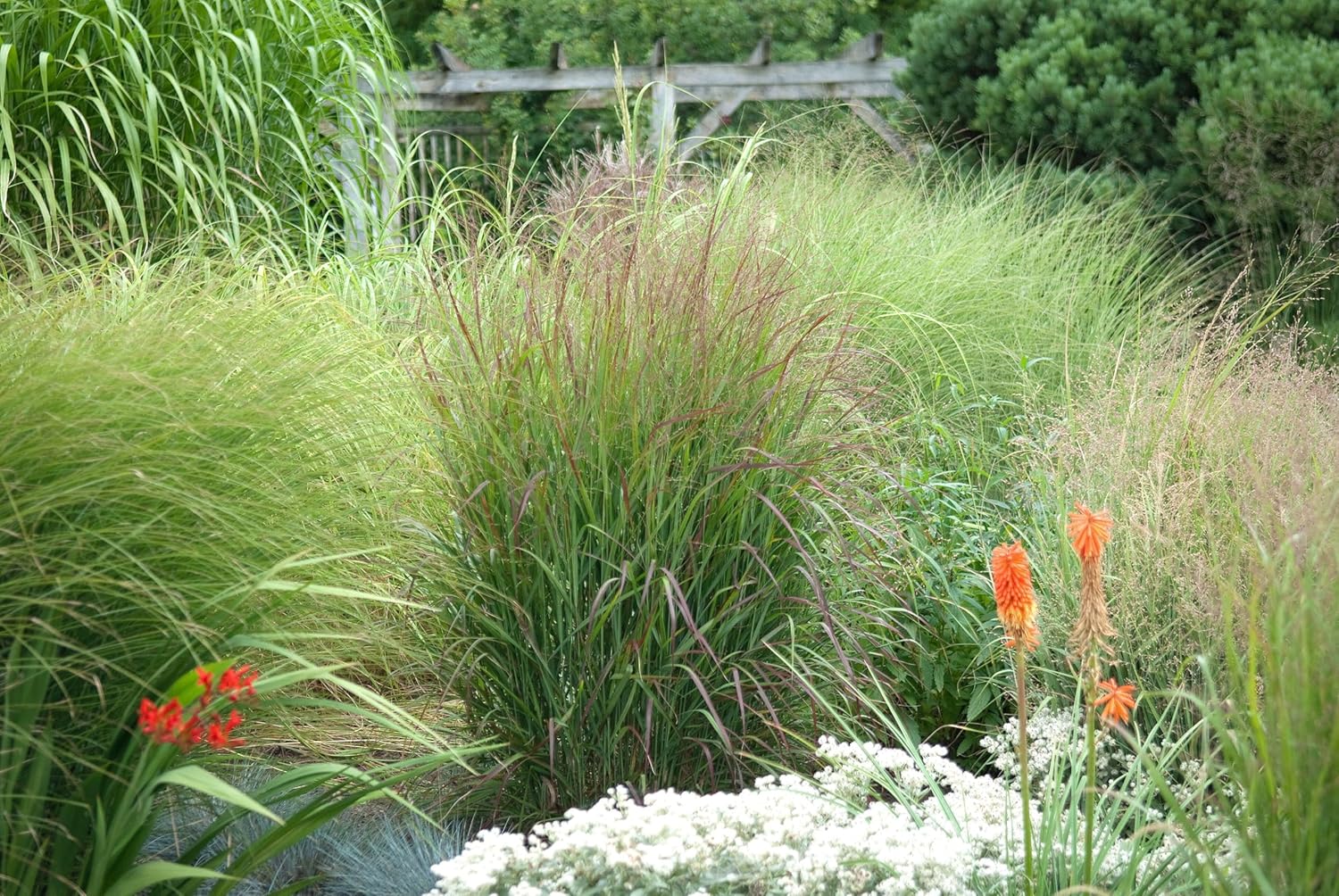 Panicum virgatum 'Rotstrahlbusch' / Rote Rutenhirse