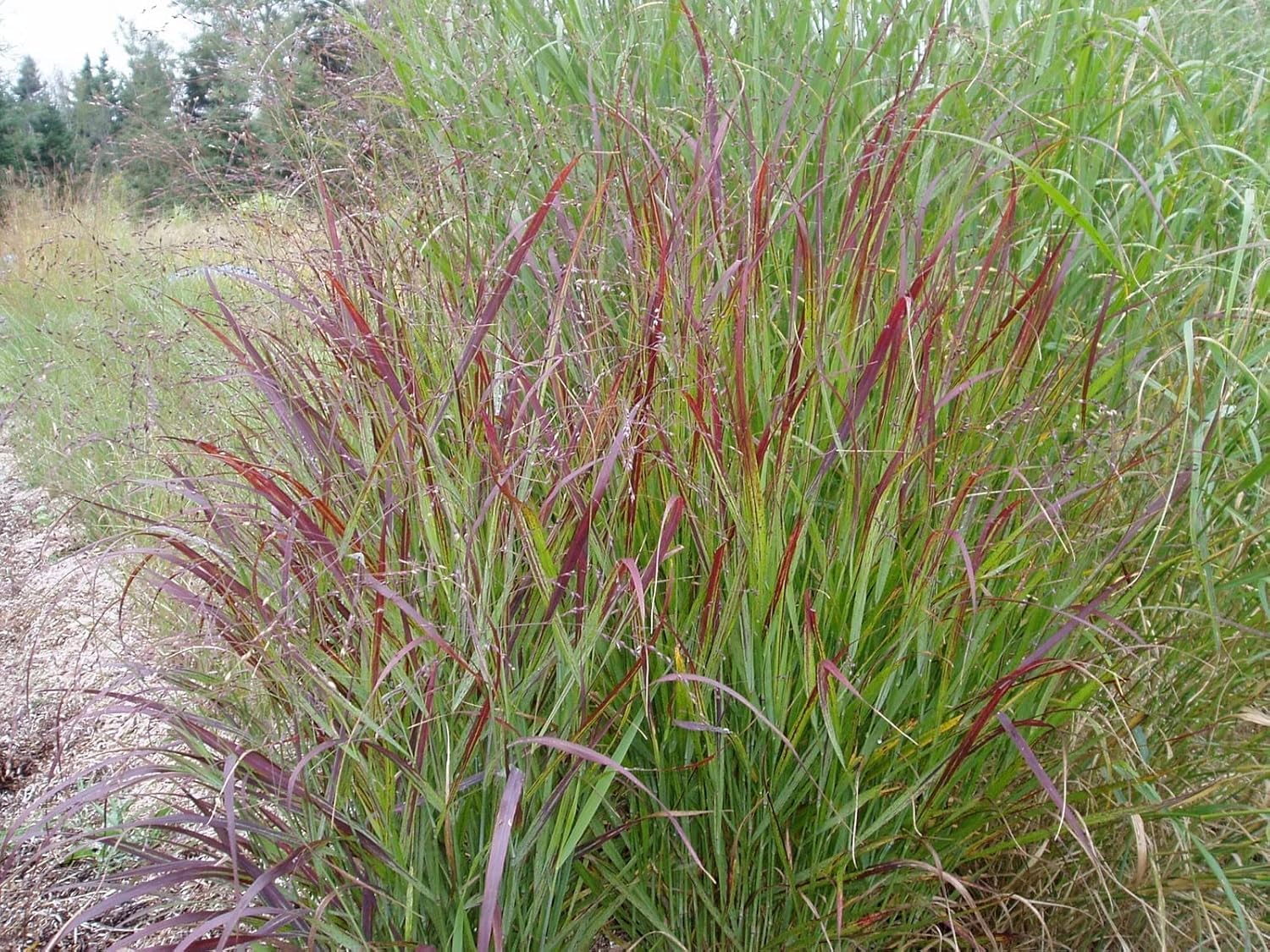 Panicum virgatum 'Rotstrahlbusch' / Rote Rutenhirse