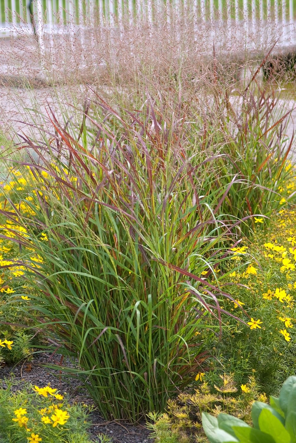 Panicum virgatum 'Rotstrahlbusch' / Rote Rutenhirse