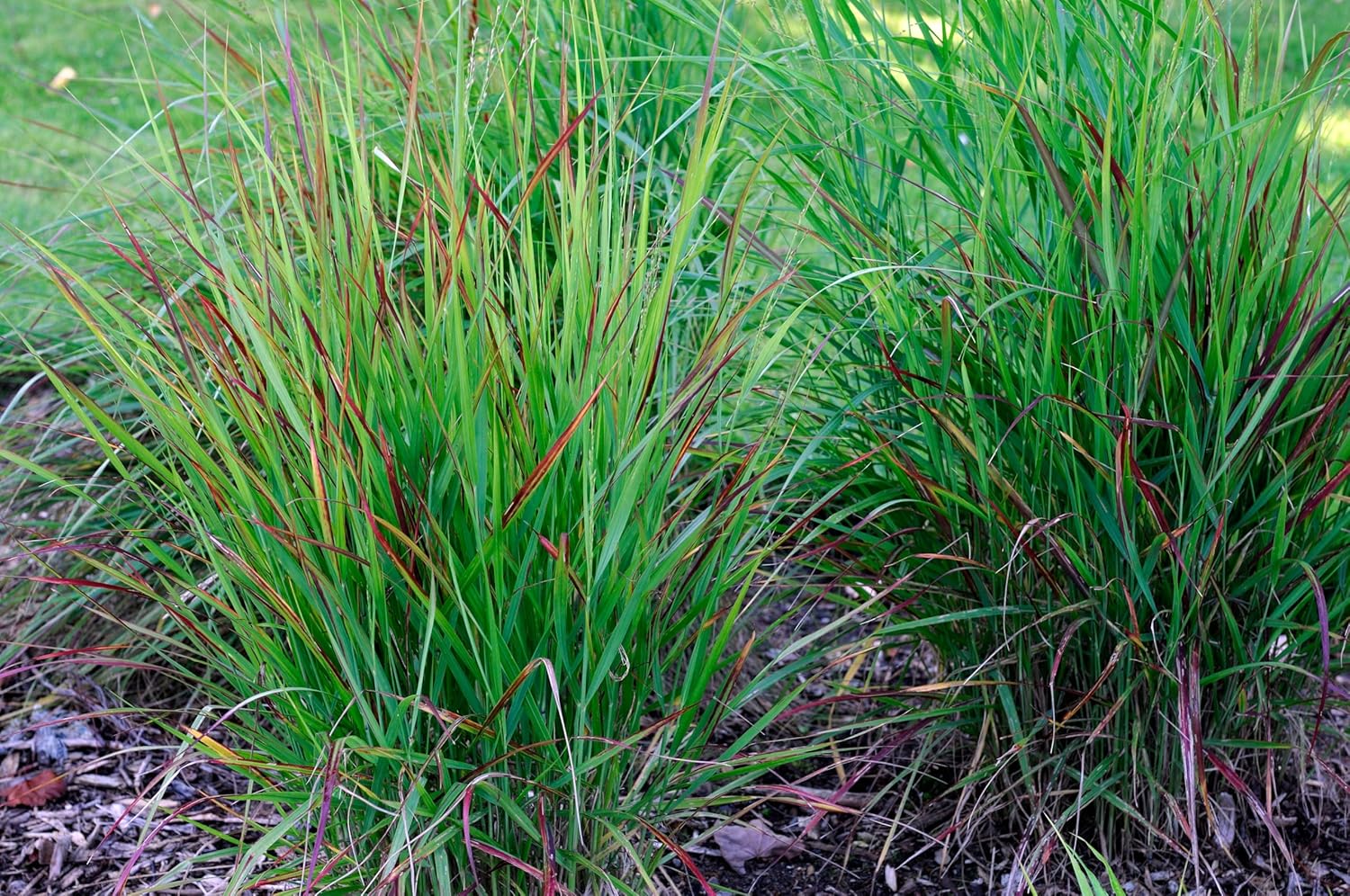 Panicum virgatum 'Rotstrahlbusch' / Rote Rutenhirse