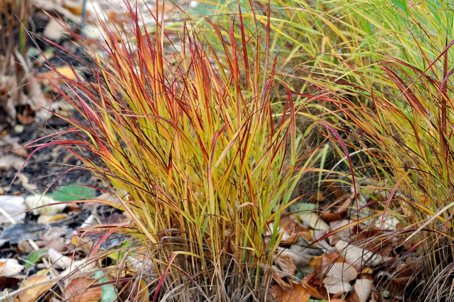 Panicum virgatum 'Rotstrahlbusch' / Rote Rutenhirse