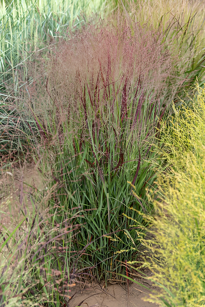 Panicum virgatum 'Sangria' / Rote Rutenhirse