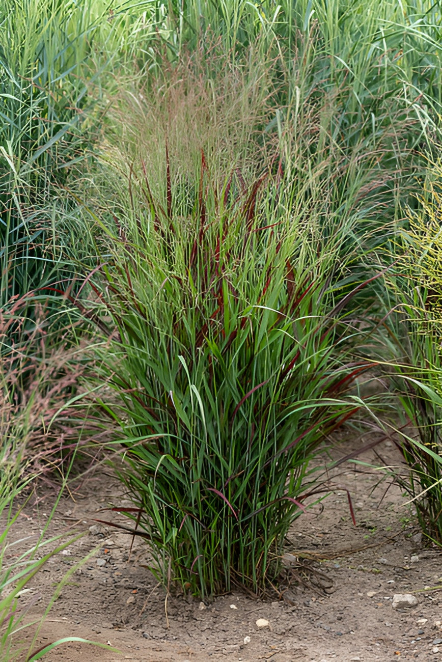 Panicum virgatum 'Sangria' / Rote Rutenhirse