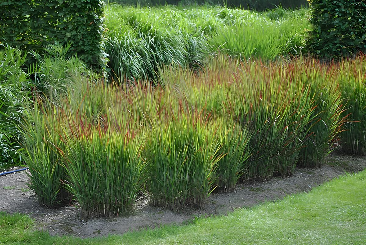Panicum virgatum 'Shenandoah' / Rote Rutenhirse