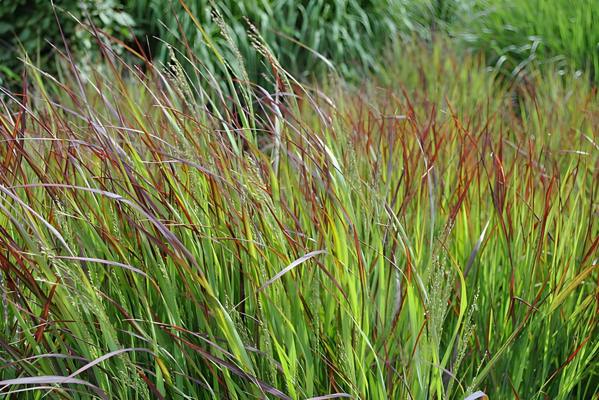 Panicum virgatum 'Shenandoah' / Rote Rutenhirse