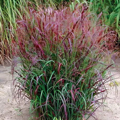 Feuerrote Rutenhirse Panicum virgatum 'Squaw' als Ziergras mit rotem, aufrechten Laub und hohem Wuchs in Gartenaufnahme