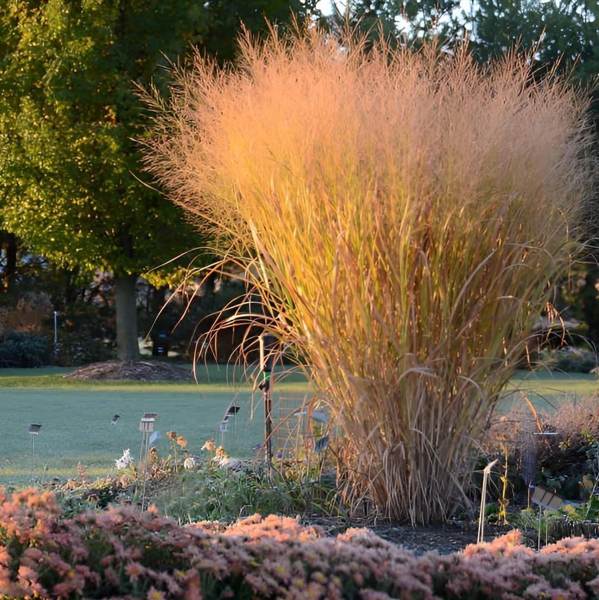 Panicum virgatum 'Thundercloud' / Riesen Rutenhirse