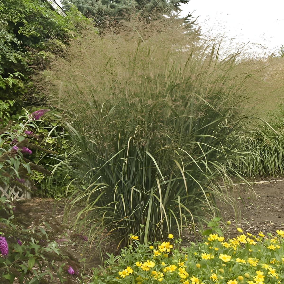 Panicum virgatum 'Thundercloud' / Riesen Rutenhirse