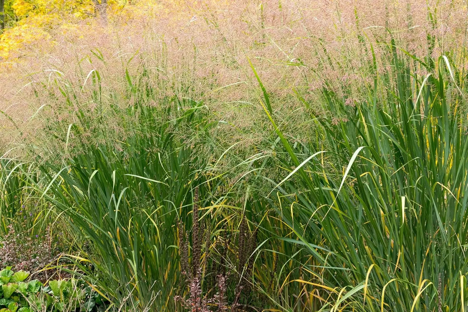 Panicum virgatum 'Thundercloud' / Riesen Rutenhirse | Stauden Gaenge