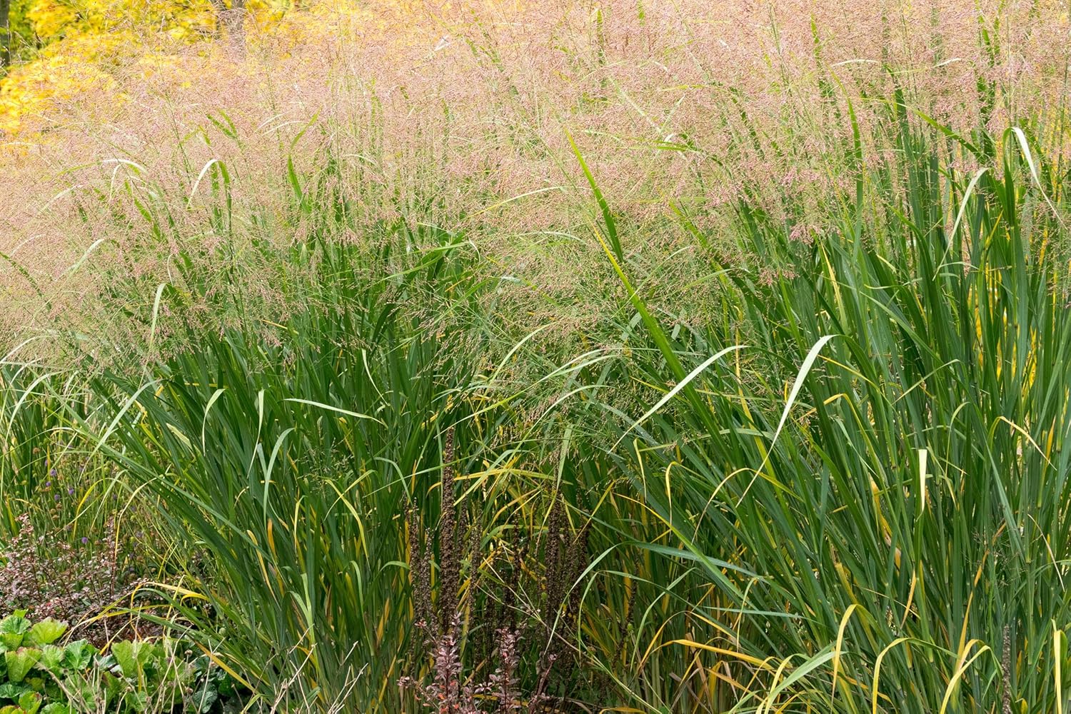Panicum virgatum 'Thundercloud' / Riesen Rutenhirse