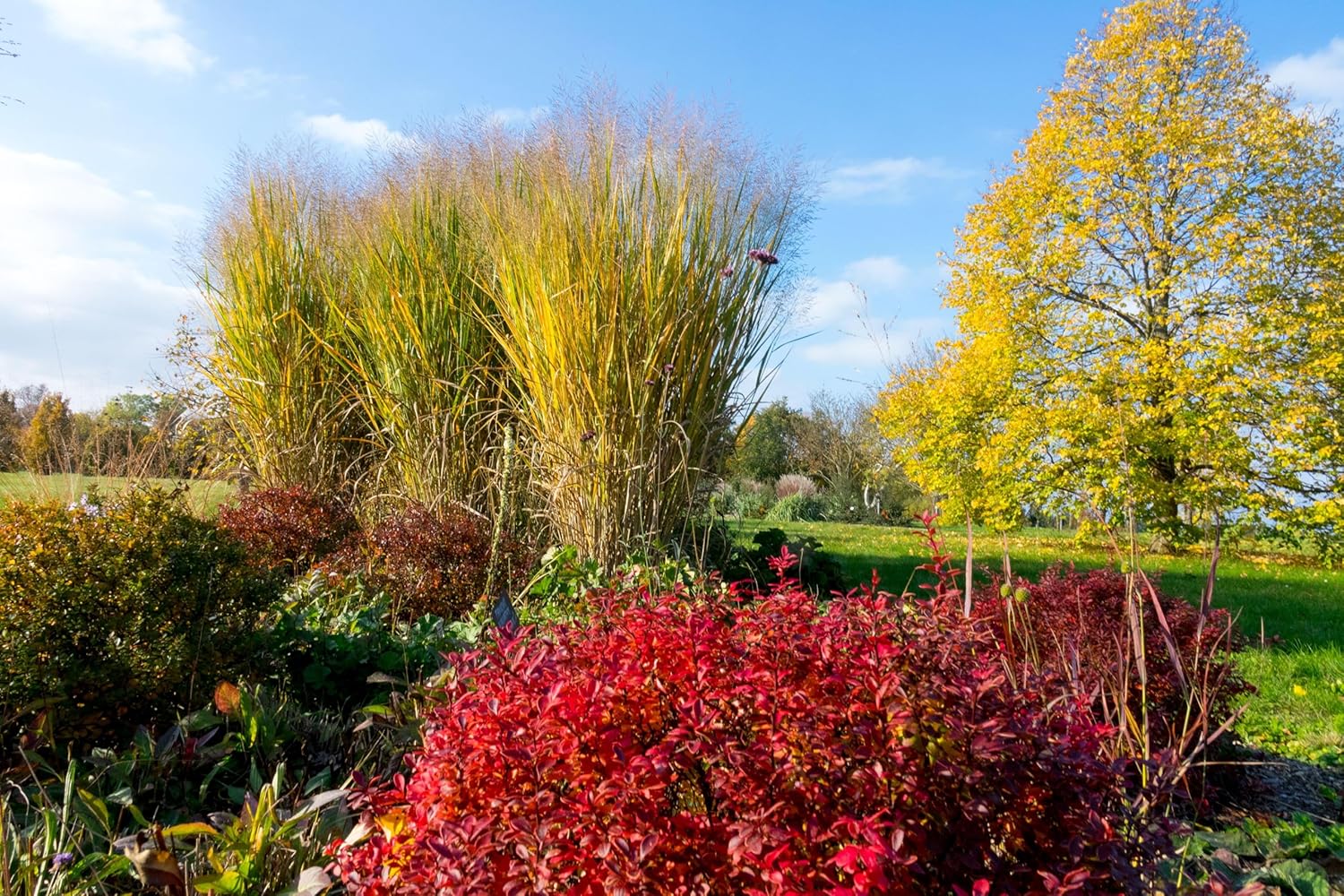Panicum virgatum 'Thundercloud' / Riesen Rutenhirse