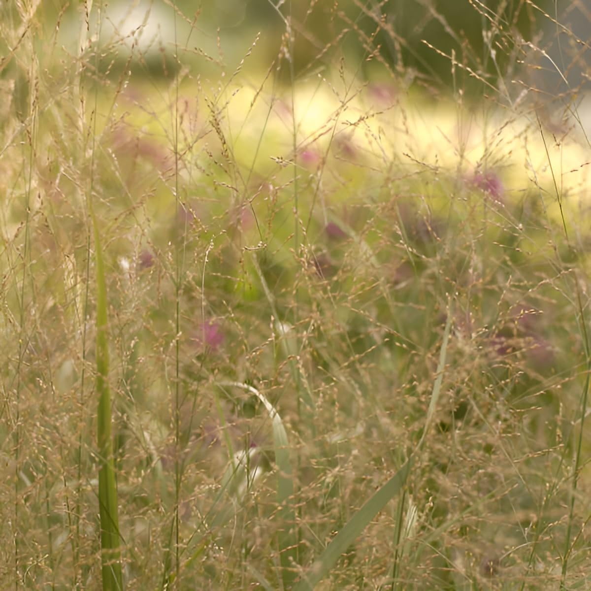 Panicum virgatum 'Thundercloud' / Riesen Rutenhirse