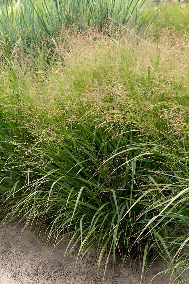Panicum virgatum 'Warrior' / Rutenhirse